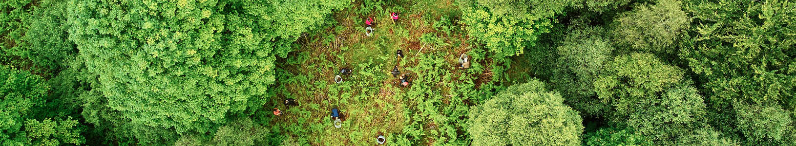 Birds eye view of tree planting at Strontain