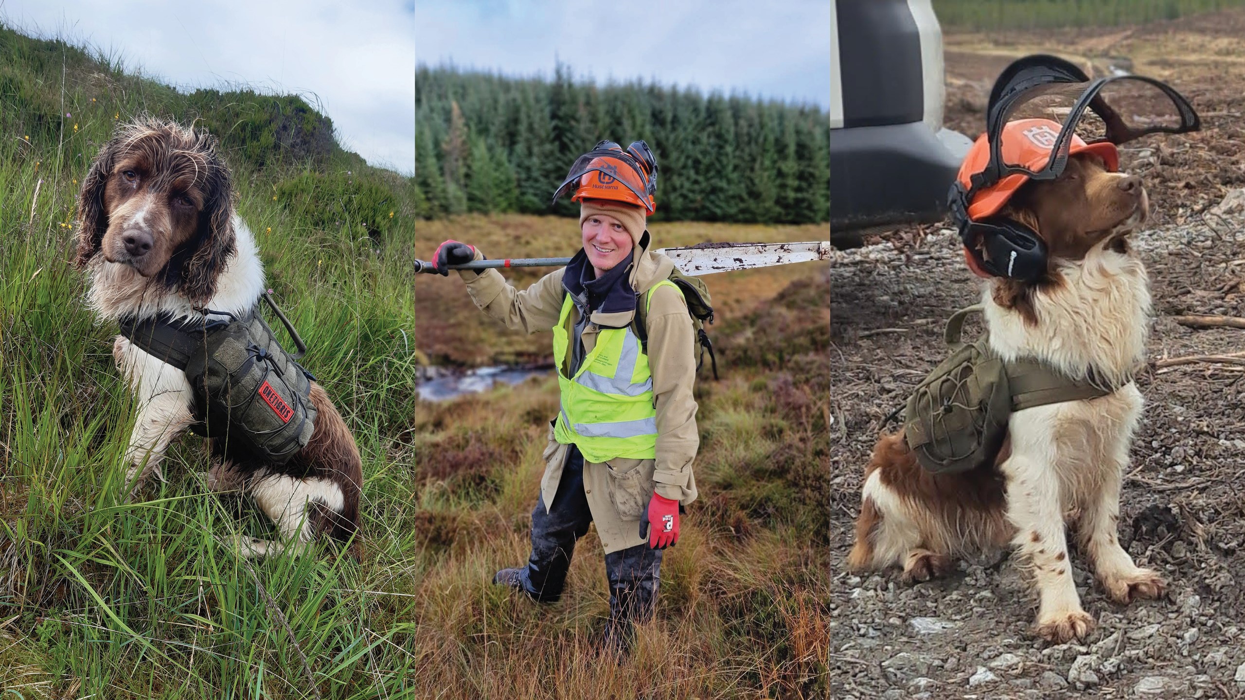 collage of images of Anna McWilliam's dog Uffe and her partner out in the field helping her conduct her research