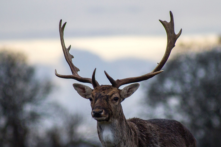 picture of a stag