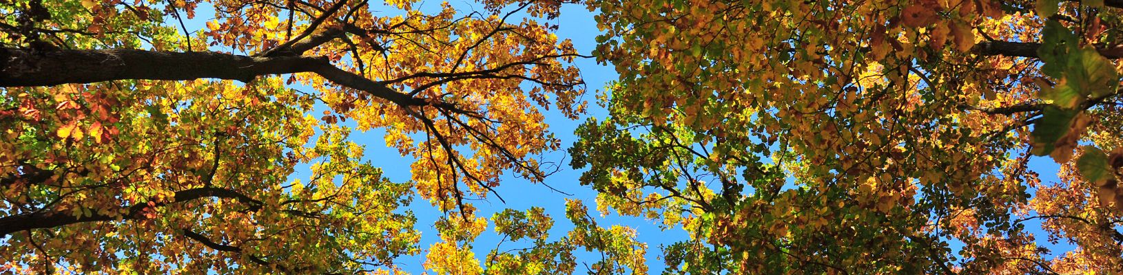 Image shot from the ground looking up towards a surrounding of oak trees