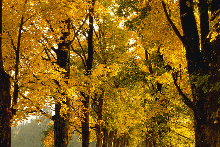 trees with yellow leaves